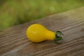 Closeup image of yellow colorful pear tomatoes Royalty Free Stock Photo