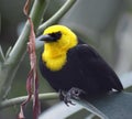 Closeup image of Yellow-hooded Blackbird