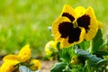 Closeup image of a yellow pansy flower Viola wittrockiana