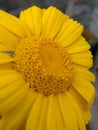 Closeup image of yellow sunflower . Royalty Free Stock Photo
