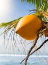 Closeup image of yellow tasty coconut frowing on hte palm tree against clear blue sky and ocean waves