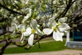 Closeup images of white dogwood flowers on a bright sunny spring day in Illinois. Royalty Free Stock Photo