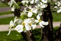 Closeup images of white dogwood flowers on a bright sunny spring day in Illinois. Cloudless blue sky can be seen in background, se Royalty Free Stock Photo