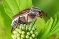 Closeup on an imago Maybug, Melolontha melolontha in green vegetation Royalty Free Stock Photo
