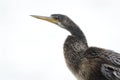 Closeup of Immature Anhinga