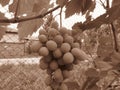 Closeup of immature green vine grape. Green grapes. Natural organic fruit. Royalty Free Stock Photo