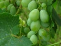 Closeup of immature green vine grape. Green grapes. Natural organic fruit. Royalty Free Stock Photo