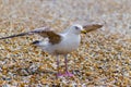 A young Herring Gull on a pebble beach with wings outstretched