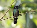 Talamanca Hummingbird Eugenes spectabilis ,Panama Royalty Free Stock Photo