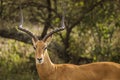 Closeup of Impala image taken on Safari located in the Serengeti, National park, Tanzania. Wild nature of Africa Royalty Free Stock Photo
