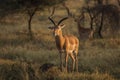 Closeup of Impala image taken on Safari located in the Serengeti, National park, Tanzania. Wild nature of Africa. Beautiful light Royalty Free Stock Photo