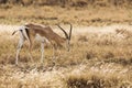 Closeup of Impala image taken on Safari located in the Tarangire, National park, Tanzania. Wild nature of Africa Royalty Free Stock Photo