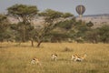 Closeup of Impala image taken on Safari located in the Tarangire, National park, Tanzania. Wild nature of Africa. Balloon in the Royalty Free Stock Photo