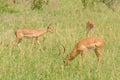 Closeup of group of Impala