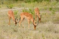 Closeup of a group of Impala feeding