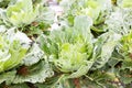 Closeup of imperfect organic vegetables with bugs bites