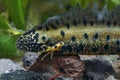 Closeup of an impressive male Danube crested newt, Triturus dobrogicus Royalty Free Stock Photo