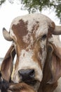 Closeup of impure bull of breed Gir Royalty Free Stock Photo