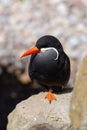 Closeup of Inca Tern perching on rock Royalty Free Stock Photo