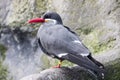 Closeup of an Inca tern standing on a rocky cliff Royalty Free Stock Photo