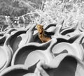 Indian Chameleon sitting inside the freshly designed new and wet diya in a village