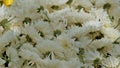 Closeup of Indian chrysanthemum background