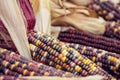 Closeup of Indian Corn in autumn Royalty Free Stock Photo