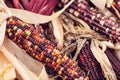 Closeup of Indian Corn in autumn Royalty Free Stock Photo