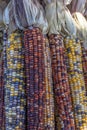 Closeup of Indian Corn or Flint Corn Used for Thanksgiving Decorations