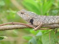 Closeup of Indian garden lizard chameleon Royalty Free Stock Photo