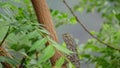 Closeup of Indian garden lizard chameleon Royalty Free Stock Photo