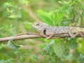 Closeup of Indian garden lizard chameleon resting
