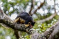 Closeup of Indian giant squirrel on a mossy tree branch in the forest with blurry background