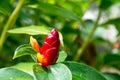 Closeup of Indian Head Ginger flowers,Costus Speciosus