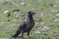 Indian house crow