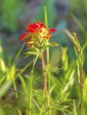 Closeup of Indian Paintbrush in the Sun