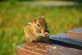 The Indian palm squirrel or three-striped palm squirrel eating nuts , wildlife of SriLanka