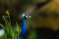 Closeup of Indian Peafowl Royalty Free Stock Photo