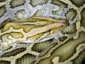 Closeup of Indian python Royalty Free Stock Photo