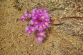 Closeup of indigenous Fynbos flowers growing in Table Mountain National Park, Cape Town, South Africa from above. Group