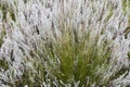 Closeup of Indigenous Grass and Plants of South Africa