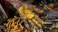 Closeup of an indigenous mans hand stained yellow from crushing numerous turmeric roots. Around him are piles of various
