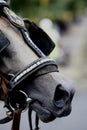 Closeup Indonesian local horse mouth