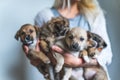 Closeup indoor portrait of a group of mixed-breed rescued puppy dogs held in the arms of unrecognizable caucasian person Royalty Free Stock Photo