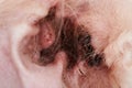 Closeup of infection in dog ear