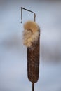 Closeup inflorescence wild growing Typha latifolia plant at the end of the winter season. This is a fluffy overblown female flower Royalty Free Stock Photo