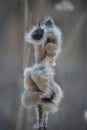Closeup inflorescence wild growing Typha latifolia plant at the end of the winter season. This is a fluffy overblown female flower Royalty Free Stock Photo