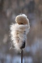 Closeup inflorescence wild growing Typha latifolia plant at the end of the winter season. This is a fluffy overblown female flower Royalty Free Stock Photo