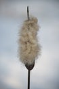 Closeup inflorescence wild growing Typha latifolia plant at the end of the winter season. This is a fluffy overblown female flower Royalty Free Stock Photo