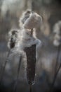 Closeup inflorescence wild growing Typha latifolia plant at the end of the winter season. This is a fluffy overblown female flower Royalty Free Stock Photo